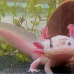 Axolotl, Si Hewan Mungil dengan Kemampuan Menumbuhkan Otak dan Jantung